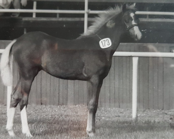 Pferd Trefoil Liberty Royal (Welsh Pony (Sek.B), 1985, von Liverpool)