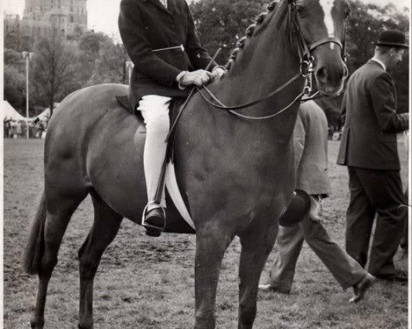 Zuchtstute Pollyanna (British Riding Pony, 1958, von Bwlch Valentino)
