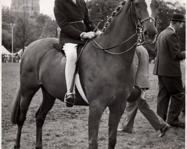 broodmare Pollyanna (British Riding Pony, 1958, from Bwlch Valentino)