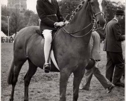 Zuchtstute Pollyanna (British Riding Pony, 1958, von Bwlch Valentino)