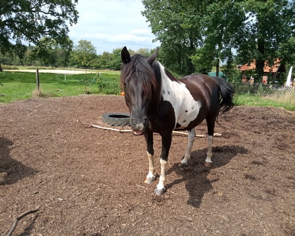 Pferd Sir Maverick 2 (Pinto/Pony, 2011)