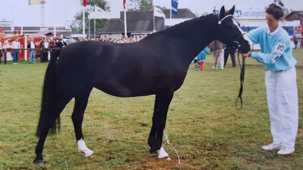 broodmare Trefoil Francis (Welsh-Pony (Section B), 1984, from Lincoln)