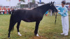 Zuchtstute Trefoil Francis (Welsh Pony (Sek.B), 1984, von Lincoln)