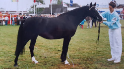 Pferd Trefoil Francis (Welsh Pony (Sek.B), 1984, von Lincoln)