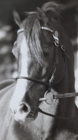 stallion Liverpool (Welsh-Pony (Section B), 1973, from Lydstep Barn Dance)