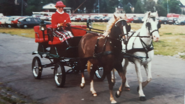 Pferd Trefoil Gilly Blue (Welsh Pony (Sek.B), 1988, von Rotherwood Tomahawk)