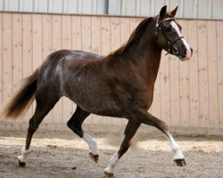 Zuchtstute Trefoil Glance of Fiesta (Welsh Pony (Sek.B), 2009, von Trefoil Travis)