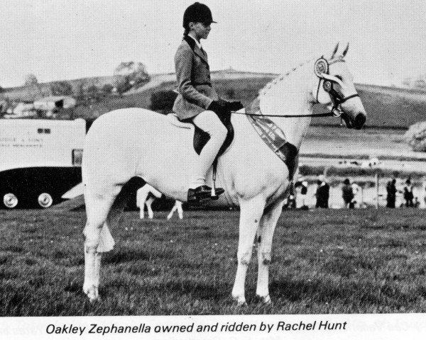 horse Oakley Zephanella (Welsh Partbred, 1965, from Bwlch Zephyr)