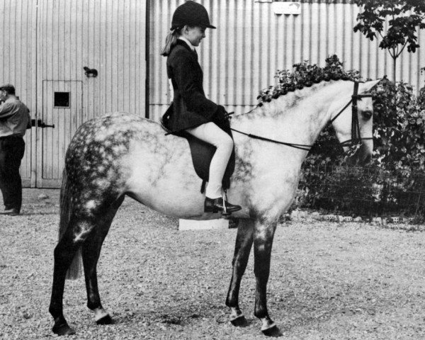 horse Fontley Arabesque (British Riding Pony, 1969, from Bwlch Hill Wind)