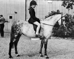 Pferd Fontley Arabesque (British Riding Pony, 1969, von Bwlch Hill Wind)