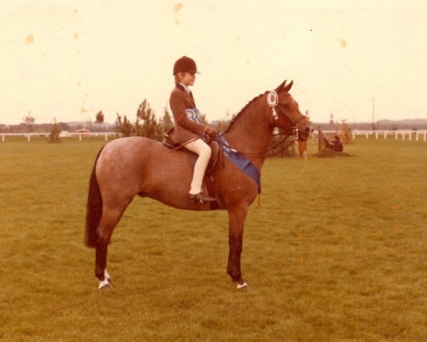 horse Rookery Jigsaw (Welsh Partbred, 1964, from Silver Spray)