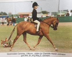 Pferd Queensdale Caminka (British Riding Pony, 1995, von Moor Hall Mink's Dream)