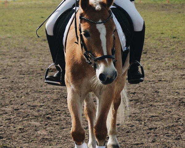 dressage horse Alindo (Haflinger, 2016, from Alphonso)