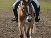 dressage horse Alindo (Haflinger, 2016, from Alphonso)