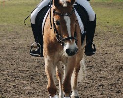 dressage horse Alindo (Haflinger, 2016, from Alphonso)