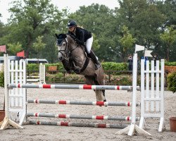 jumper Dyami 4 (German Riding Pony, 2017, from Del Piero 25)