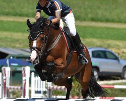 jumper Joy 439 (Holsteiner, 2016, from Casall Ask)