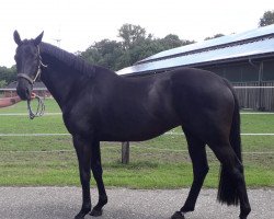 broodmare Vicky H (Hanoverian, 2016, from Viscount 22)