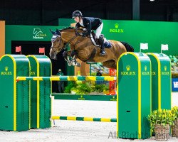 broodmare Haya Loma N (KWPN (Royal Dutch Sporthorse), 2012, from Emerald van 't Ruytershof)