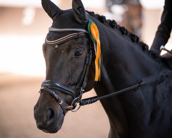 jumper Iluminati B (German Sport Horse, 2015, from Insterburg TSF)