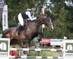 jumper Kensington (Swedish Warmblood, 2015, from Caretino Gold)