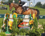 jumper Foster 39 (Hanoverian, 2008, from For Edition)