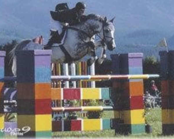 Pferd Cartouche Z (Zangersheide Reitpferd, 1998, von Carthago)