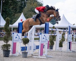 jumper All I Need - H (Belgian Warmblood, 2012, from Inshallah de Muze)