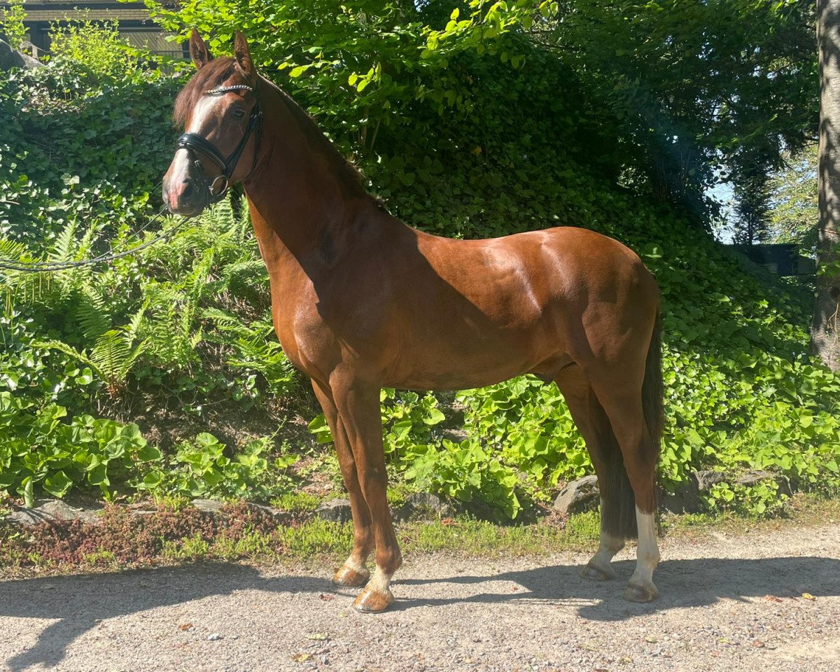Dressurpferd Pott's Déjà-Vu (Deutsches Reitpony, 2019, von Dance Away 3)