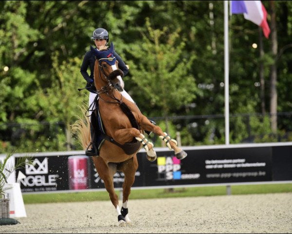 Springpferd Idylle de Maugre (Belgium Sporthorse, 2014, von Curby du Seigneur)