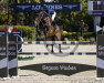 jumper Quinti Von Hof (Swiss Warmblood, 2012, from Quicklij B Z)