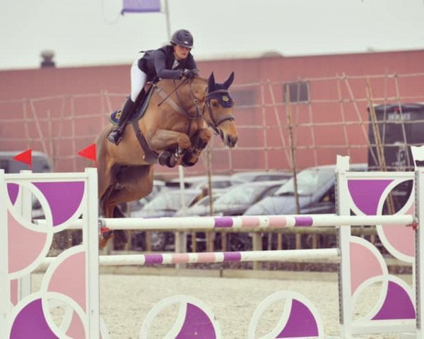 jumper Hye (KWPN (Royal Dutch Sporthorse), 2012, from Viceroy T)