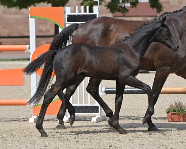 Fohlen von Charly K (Deutsches Sportpferd, 2023, von Corrinaro)