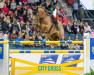 stallion Cillarney (Oldenburg show jumper, 2007, from Chintan)