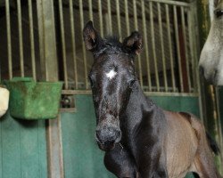 jumper Q'Laquante Z (Zangersheide riding horse, 2021, from Quarante 212 FIN)