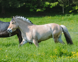 dressage horse Neuensteins Kalle (Fjord Horse, 2017, from Kalino)