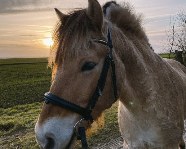 Pferd Neuensteins Peer (Fjordpferd, 2019, von Pluto)