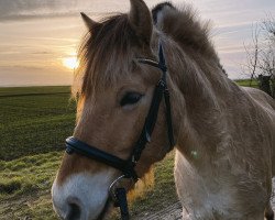 Pferd Neuensteins Peer (Fjordpferd, 2019, von Pluto)