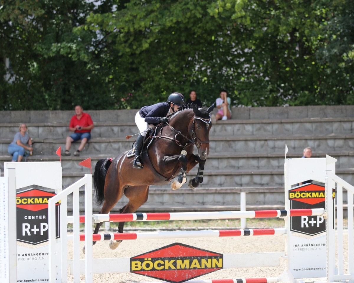 jumper Ellestial W (German Sport Horse, 2018, from Cellestial)