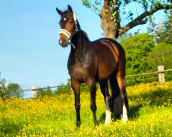 Dressurpferd Giotta 5 (Deutsches Sportpferd, 2015, von Goldberg)