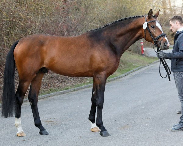 stallion Podarok (Trakehner, 2019, from Pagur ox)