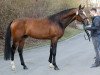 stallion Podarok (Trakehner, 2019, from Pagur ox)