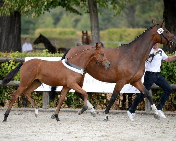 Zuchtstute Donnerwetter (Trakehner, 2018, von Pagur ox)