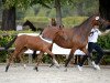 broodmare Donnerwetter (Trakehner, 2018, from Pagur ox)