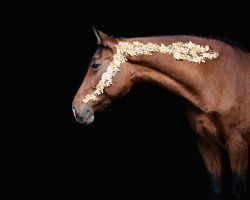 broodmare Coco Chanel 195 (German Sport Horse, 2008, from Classic Quainton)