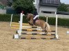 dressage horse Bella Havanna 2 (Haflinger, 2012)