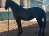 dressage horse London Star 2 (Hungarian Warmblood, 2012)