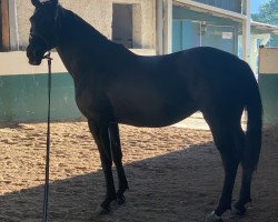 dressage horse London Star 2 (Hungarian Warmblood, 2012)