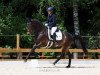 broodmare Dark Chocolate 51 (German Sport Horse, 2017, from Schwarzgold)