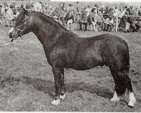Deckhengst Glenfield Chocolate Soldier (Welsh Mountain Pony (Sek.A), 1971, von Clan Pip)